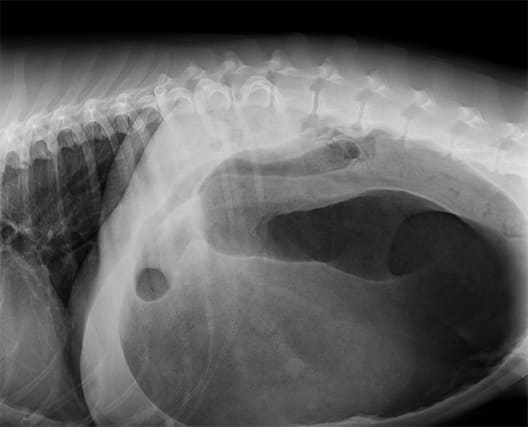 Urgences VETERINAIRES Montpellier | La torsion d'estomac chez le chien