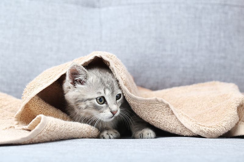 Urgences VETERINAIRES Montpellier | Les chutes du balcon