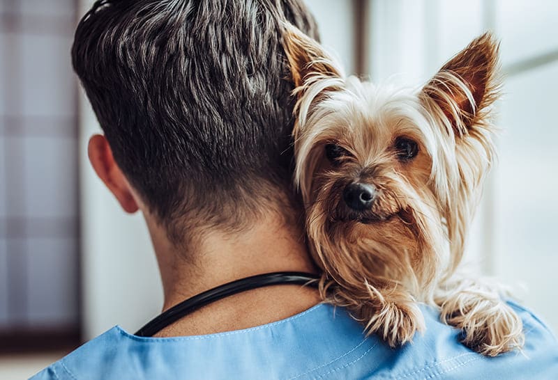 Urgence VETERINAIRE Montpellier