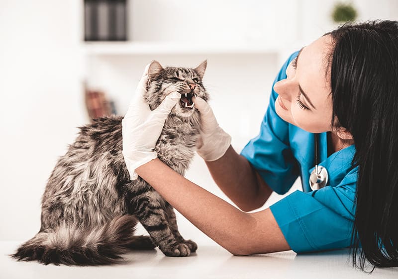 Urgence VETERINAIRE Montpellier